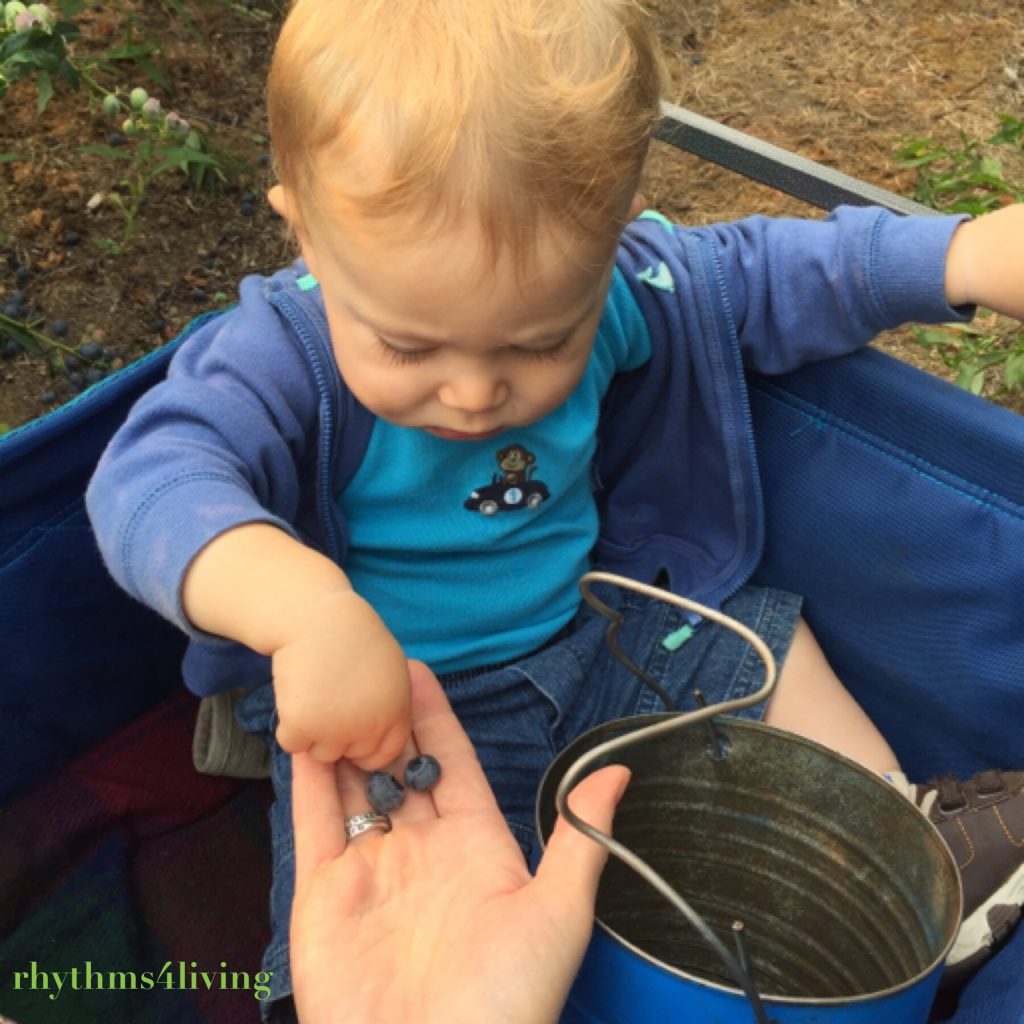 blueberry picking, outdoor fun, family bonding, young children