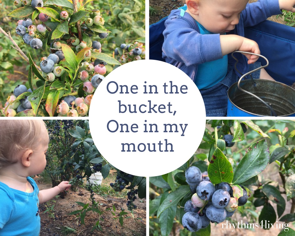 blueberry picking, young children, family fun, wellness
