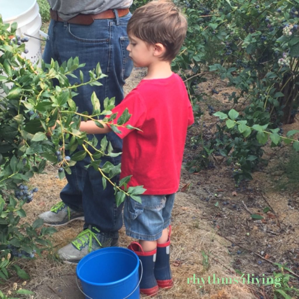 blueberry picking, outdoor fun, family activity