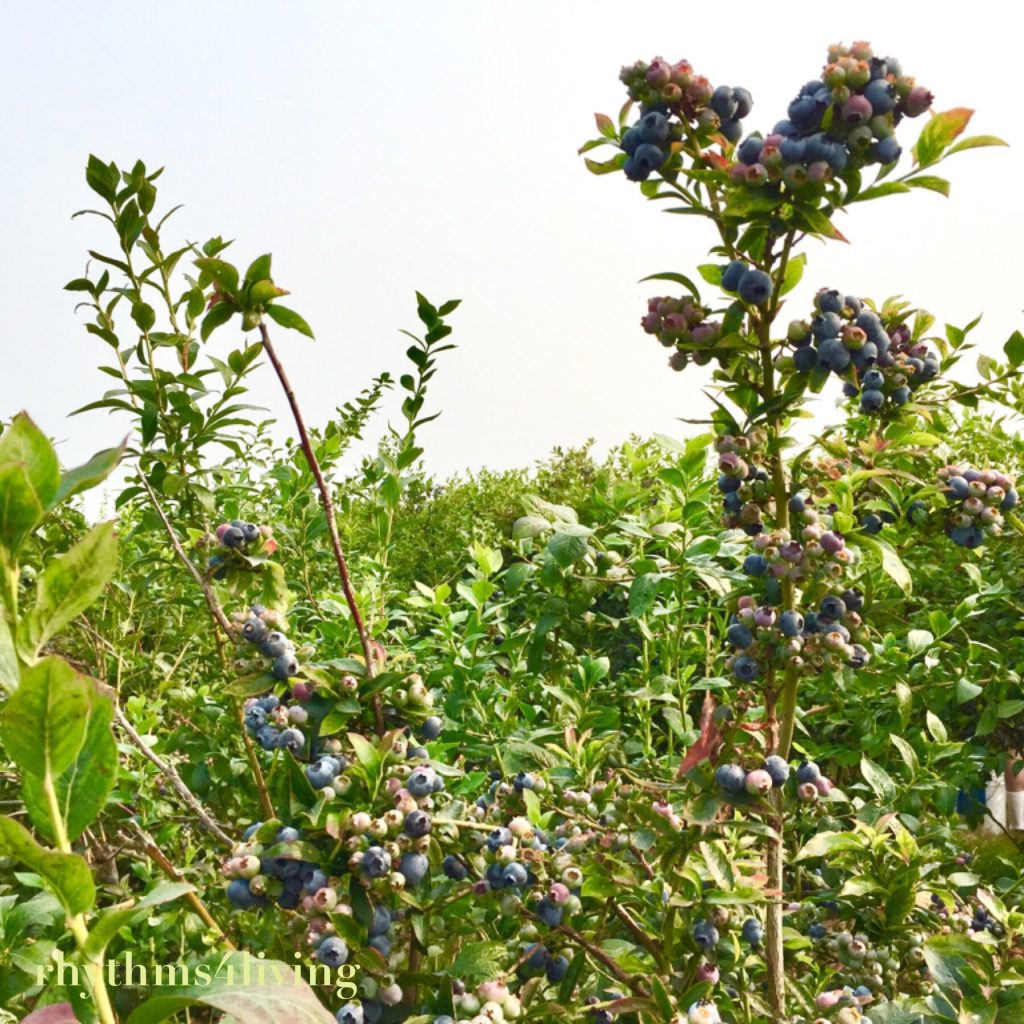 blueberry bush, blueberry picking, family fun