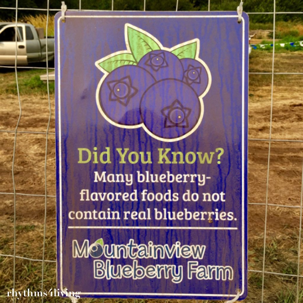 real blueberries, blueberry picking, wellness