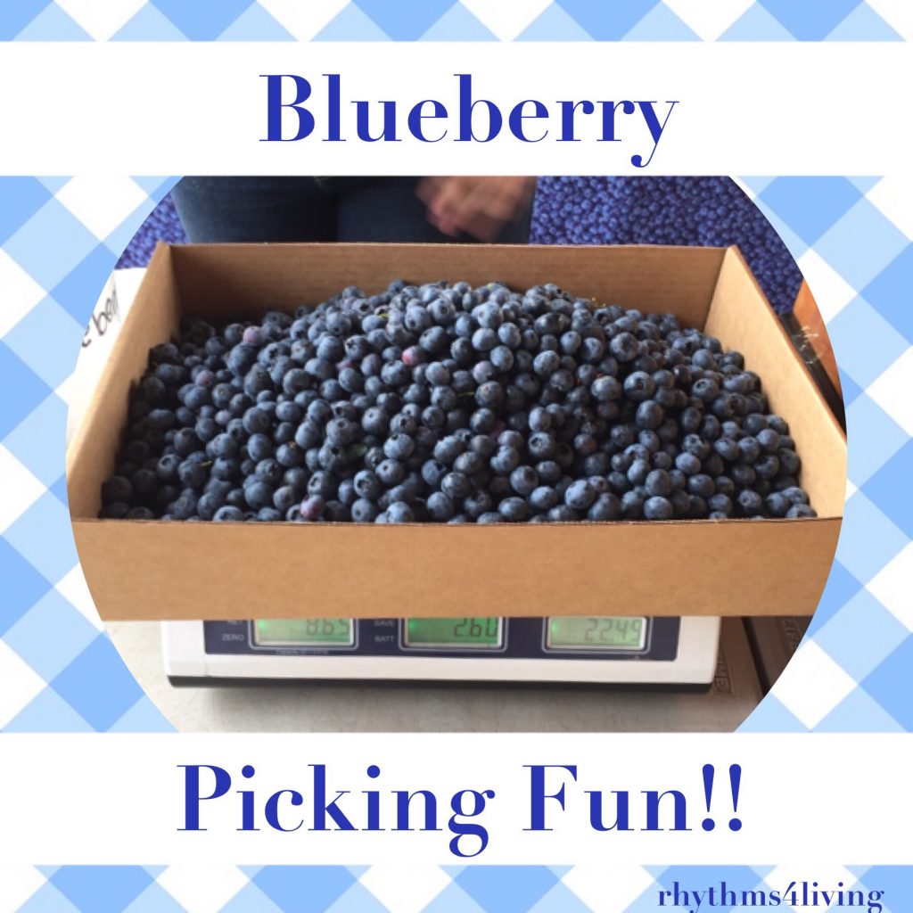 blueberry picking fun, wellness, family bonding, young children