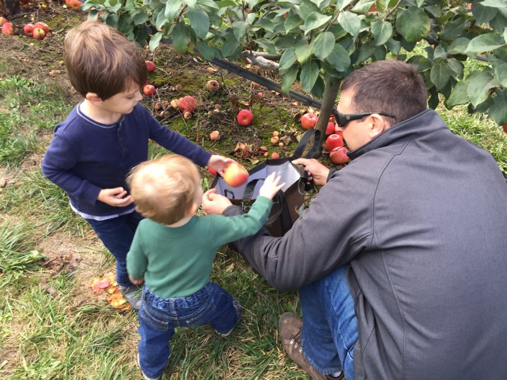 apple picking