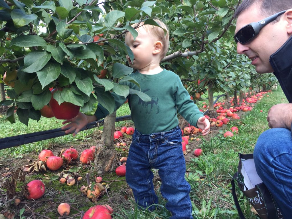 apple picking